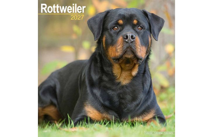 Avonside Kalender 27 Rottweilers as