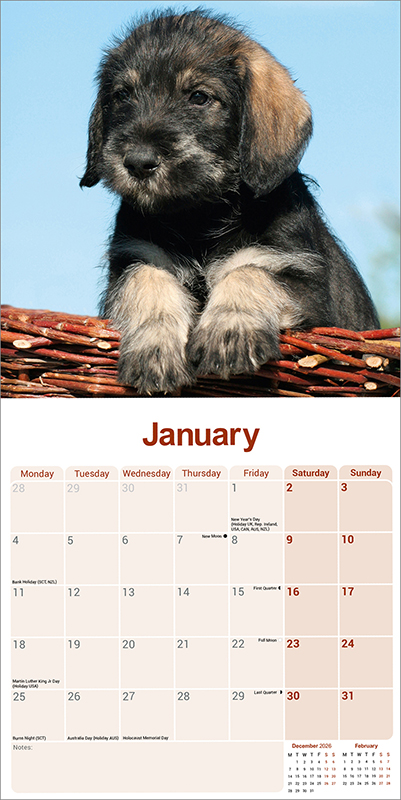Avonside Kalender 27 Schnauzers Int as