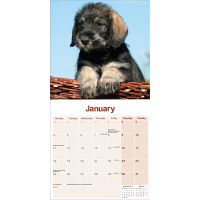 Avonside Kalender 27 Schnauzers Int as