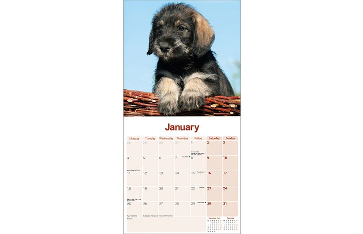 Avonside Kalender 27 Schnauzers Int as