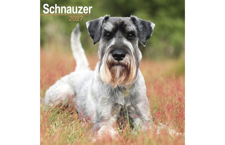Avonside Kalender 27 Schnauzers Int as