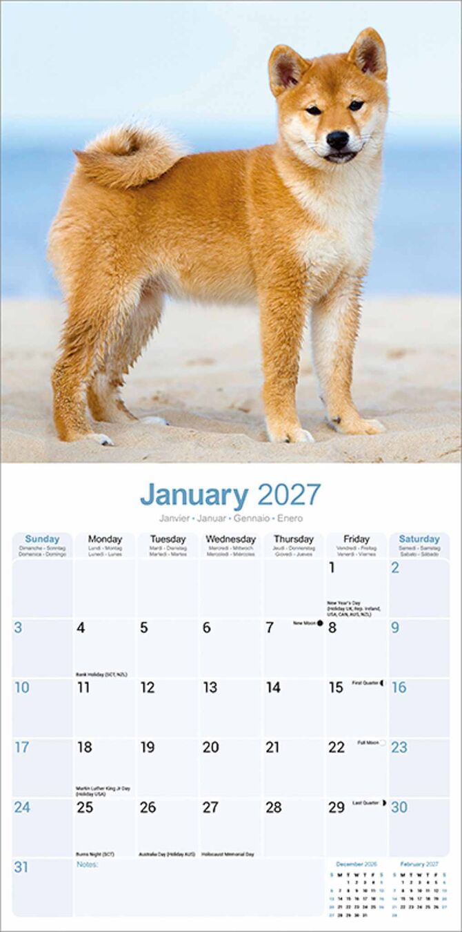 Avonside Kalender 27 Shiba Inu as