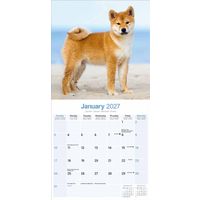 Avonside Kalender 27 Shiba Inu as