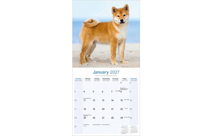 Avonside Kalender 27 Shiba Inu as