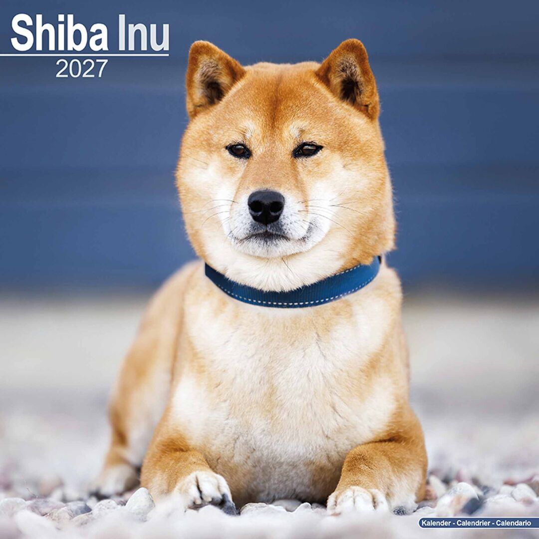 Avonside Kalender 27 Shiba Inu as