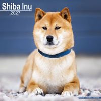 Avonside Kalender 27 Shiba Inu as