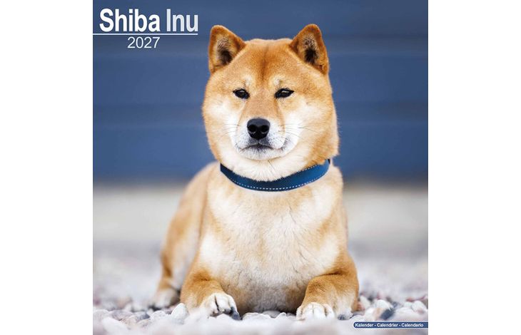 Avonside Kalender 27 Shiba Inu as