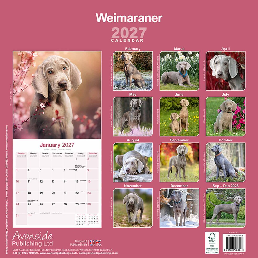 Avonside Kalender 27 Weimaraners as