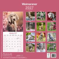 Avonside Kalender 27 Weimaraners as