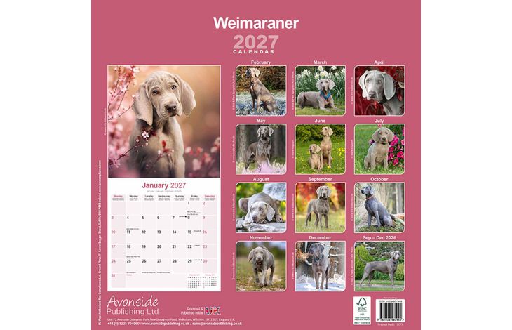 Avonside Kalender 27 Weimaraners as