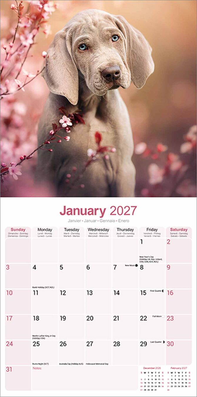 Avonside Kalender 27 Weimaraners as