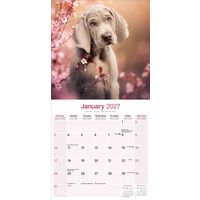 Avonside Kalender 27 Weimaraners as