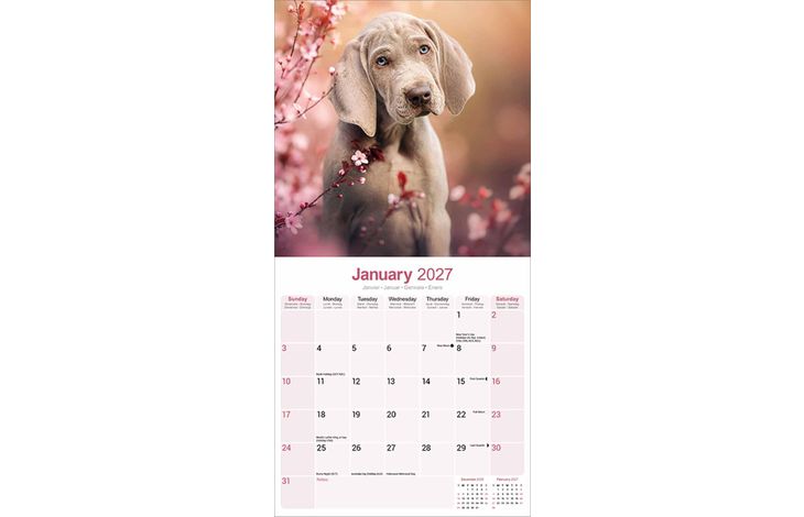 Avonside Kalender 27 Weimaraners as