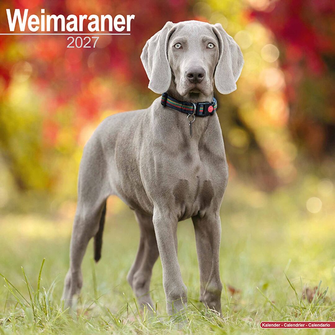 Avonside Kalender 27 Weimaraners as