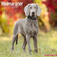 Avonside Kalender 27 Weimaraners as