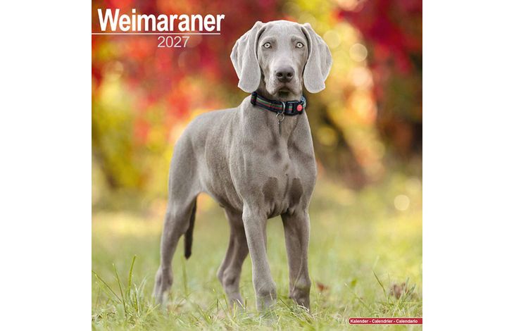 Avonside Kalender 27 Weimaraners as