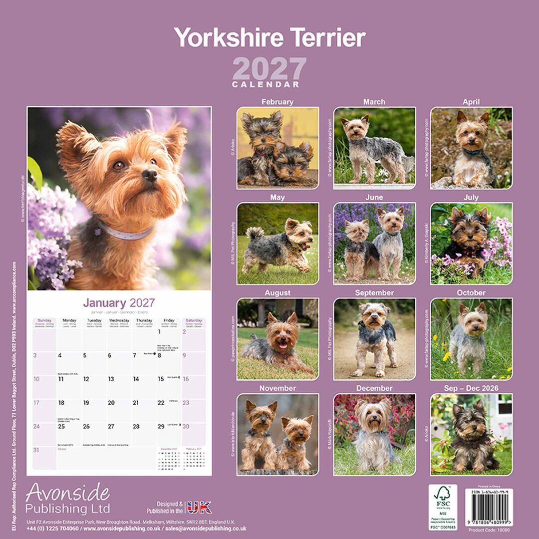 Avonside Kalender 27 Yorkshire Terriers as