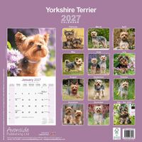 Avonside Kalender 27 Yorkshire Terriers as