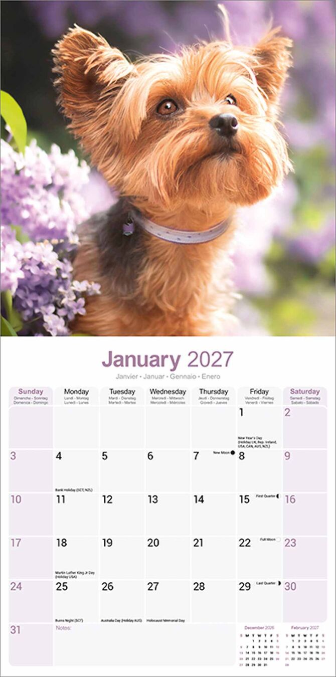 Avonside Kalender 27 Yorkshire Terriers as