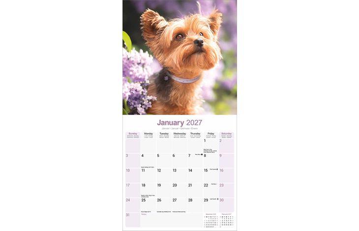 Avonside Kalender 27 Yorkshire Terriers as