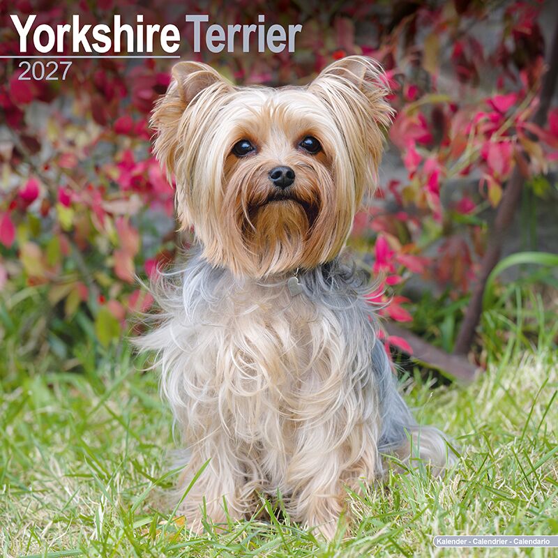 Avonside Kalender 27 Yorkshire Terriers as