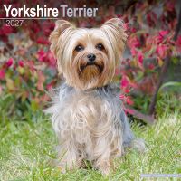 Avonside Kalender 27 Yorkshire Terriers as