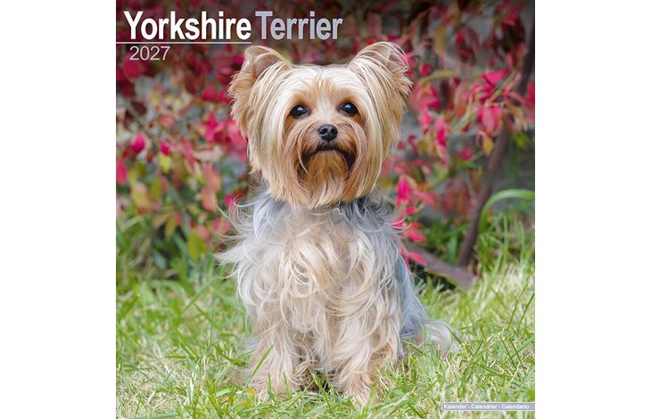 Avonside Kalender 27 Yorkshire Terriers as