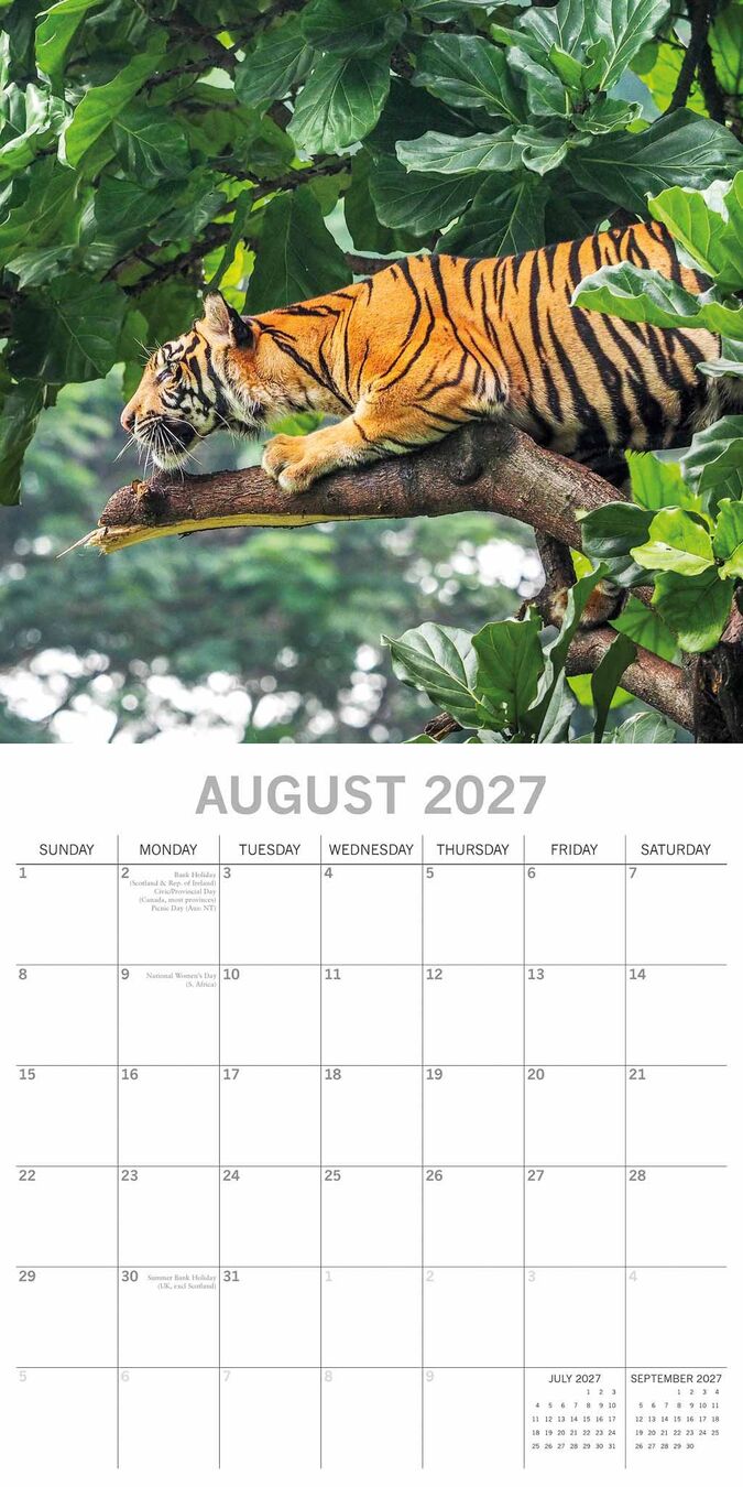 The Gifted Stationery Kalender 27 Big Cats gtd