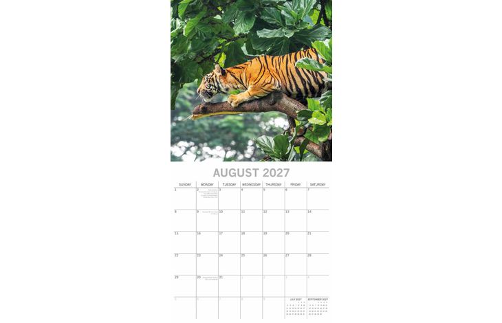 The Gifted Stationery Kalender 27 Big Cats gtd