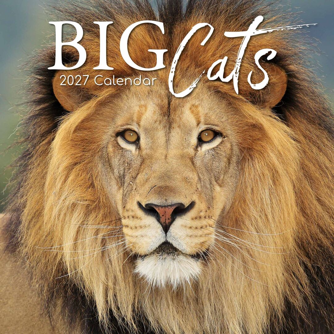 The Gifted Stationery Kalender 27 Big Cats gtd