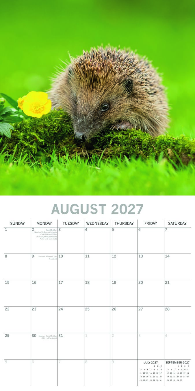 The Gifted Stationery Kalender 27 Hedgehogs gtd