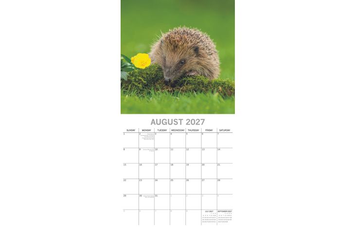 The Gifted Stationery Kalender 27 Hedgehogs gtd
