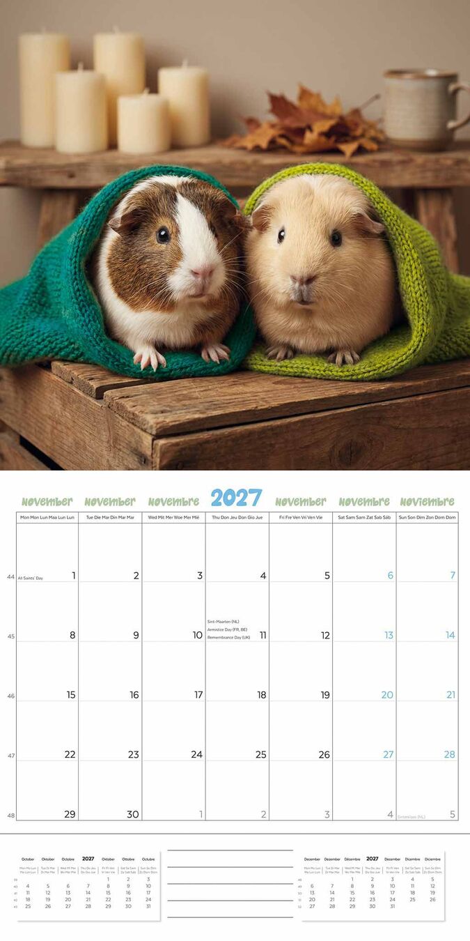Plenty Gifts Kalender 27 Guinea Pigs Studio pg
