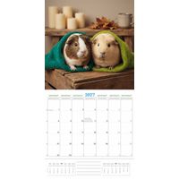Plenty Gifts Kalender 27 Guinea Pigs Studio pg