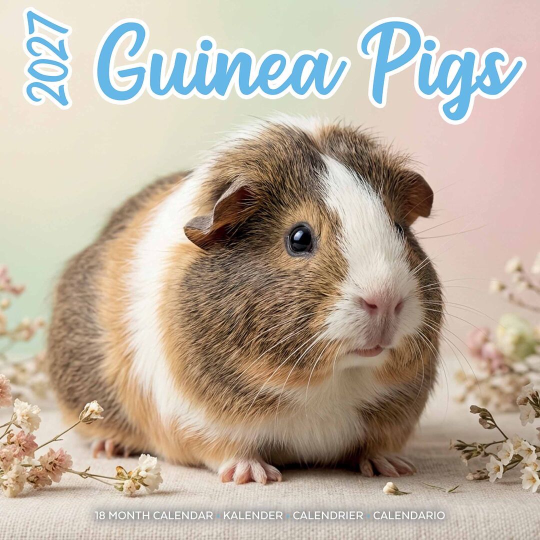 Plenty Gifts Kalender 27 Guinea Pigs Studio pg