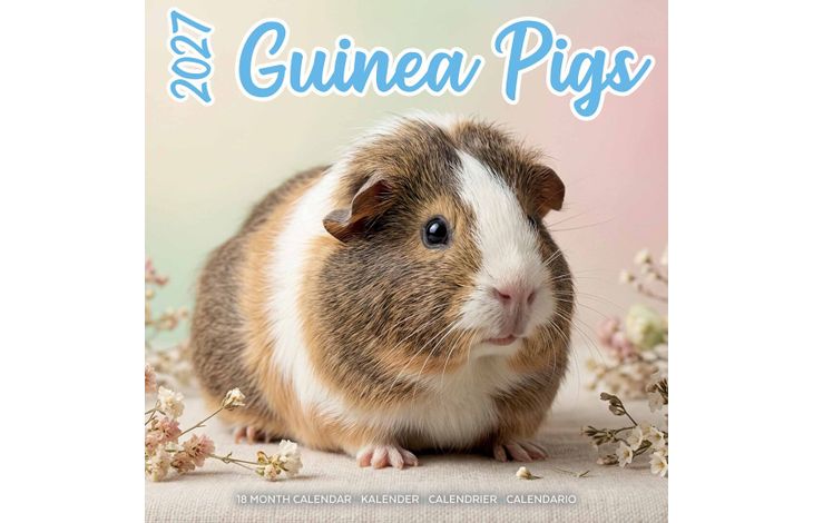 Plenty Gifts Kalender 27 Guinea Pigs Studio pg
