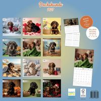 Plenty Gifts Kalender 27 Dachshunds Studio pg