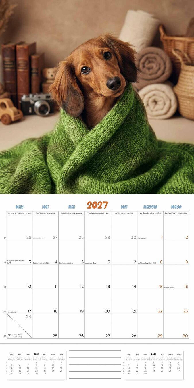 Plenty Gifts Kalender 27 Dachshunds Studio pg