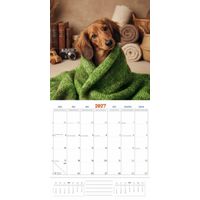 Plenty Gifts Kalender 27 Dachshunds Studio pg