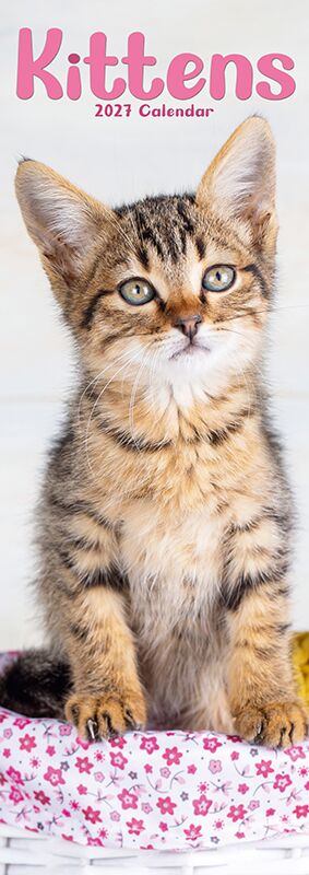 Avonside Sl Kalender 27 Kittens PFP as