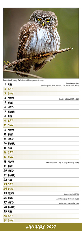 Avonside Sl Kalender 27 Owls PFP as