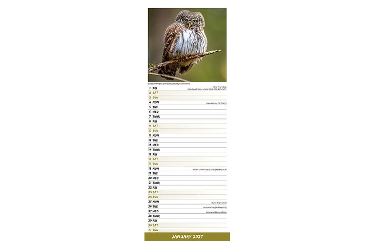 Avonside Sl Kalender 27 Owls PFP as