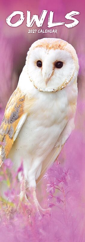Avonside Sl Kalender 27 Owls PFP as