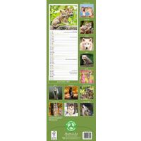 Avonside Sl Kalender 27 Wolves PFP as
