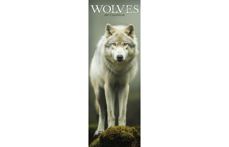 Avonside Sl Kalender 27 Wolves PFP as