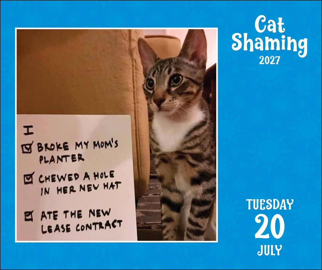 Flame Tree Publishing Boxed 27 Cat Shaming amp