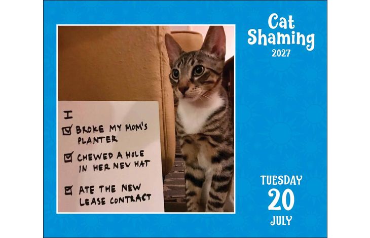 Flame Tree Publishing Boxed 27 Cat Shaming amp