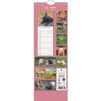 The Gifted Stationery Sl Kalender 27 Cute Piggies gtd