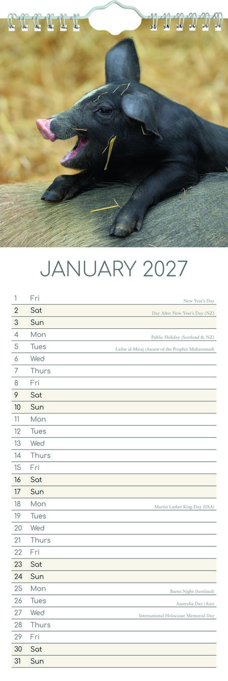 The Gifted Stationery Sl Kalender 27 Cute Piggies gtd