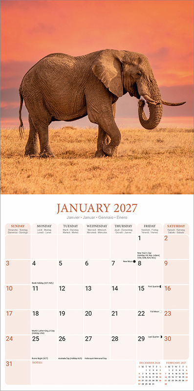 Avonside Kalender 27 Elephants as